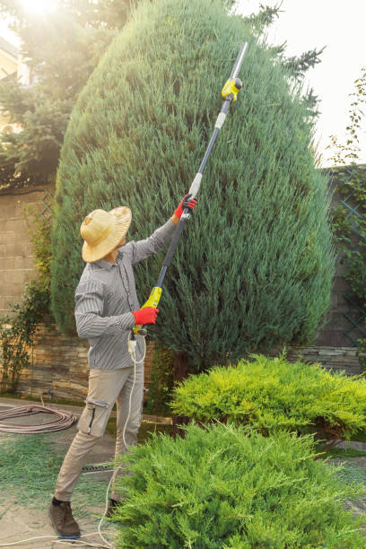 Best Tree Disease Treatment  in Newtown, PA